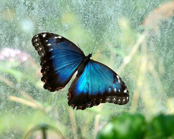 blue morpho